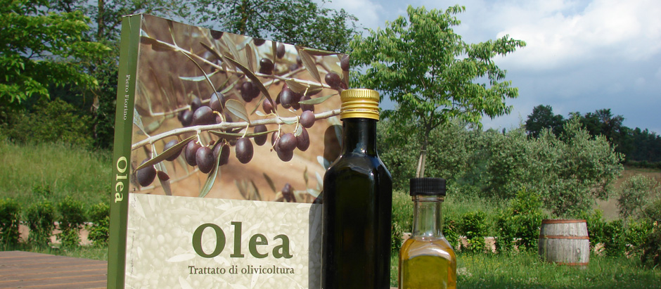 degustazione olio