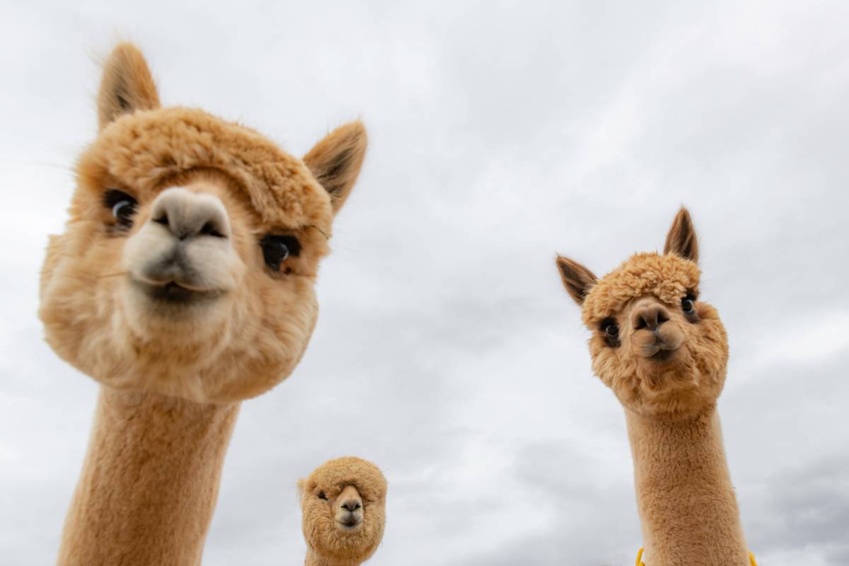 ALPACA RANCH